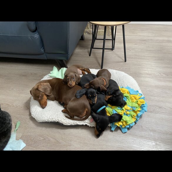 Dachshund (Standard &amp; Miniature) - Both