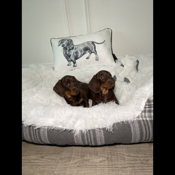 Dachshund (Standard &amp; Miniature) - Both