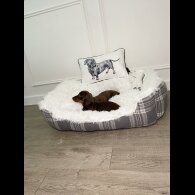 Dachshund (Standard &amp; Miniature) - Both