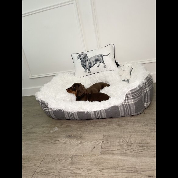 Dachshund (Standard &amp; Miniature) - Both