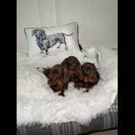 Dachshund (Standard &amp; Miniature) - Both