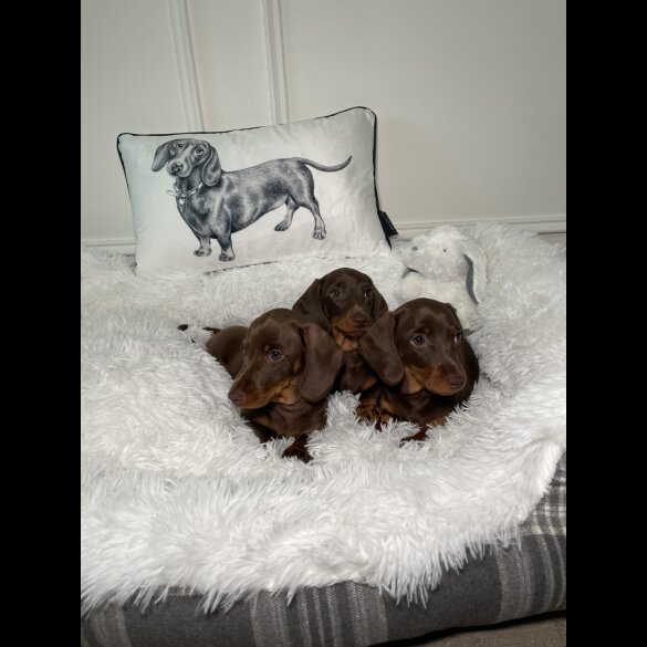 Dachshund (Standard &amp; Miniature) - Both