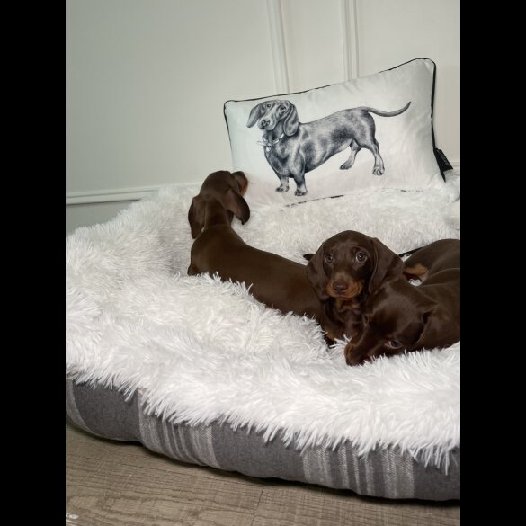 Dachshund (Standard &amp; Miniature) - Both