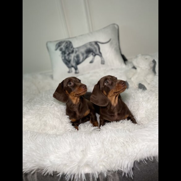 Dachshund (Standard &amp; Miniature) - Both