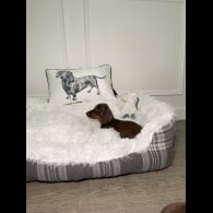 Dachshund (Standard &amp; Miniature) - Both