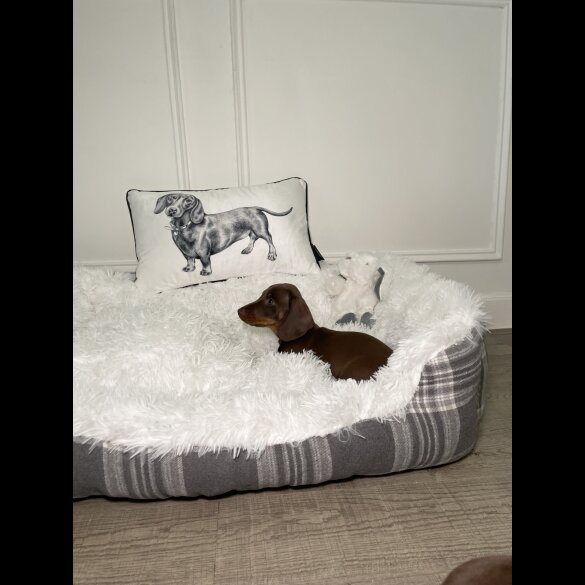 Dachshund (Standard &amp; Miniature) - Both