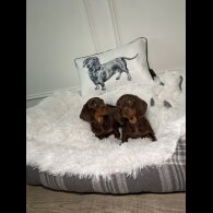 Dachshund (Standard &amp; Miniature) - Both