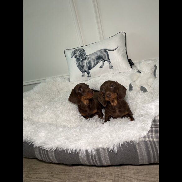 Dachshund (Standard &amp; Miniature) - Both