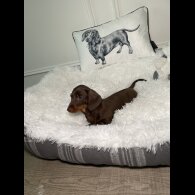 Dachshund (Standard &amp; Miniature) - Both
