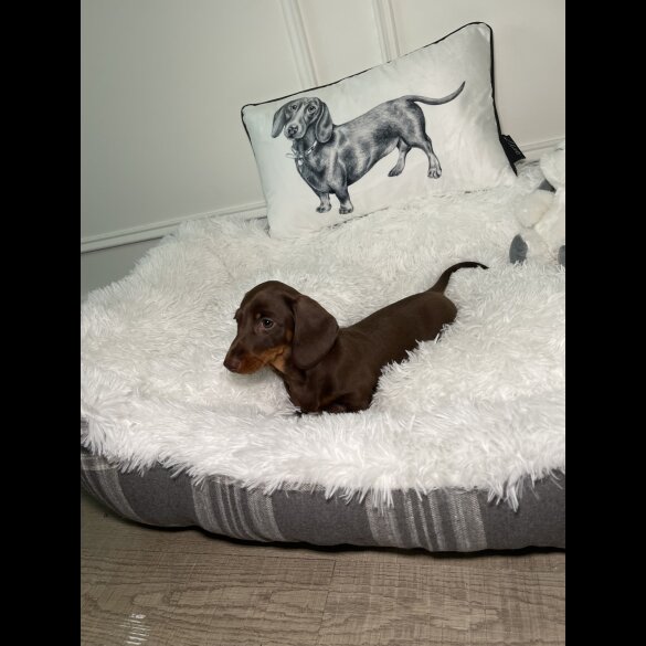 Dachshund (Standard &amp; Miniature) - Both