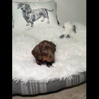Dachshund (Standard &amp; Miniature) - Both