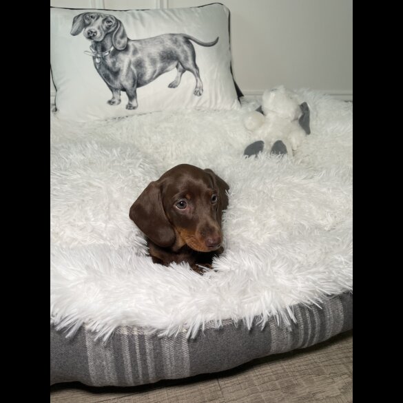 Dachshund (Standard &amp; Miniature) - Both