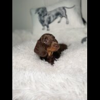 Dachshund (Standard &amp; Miniature) - Both