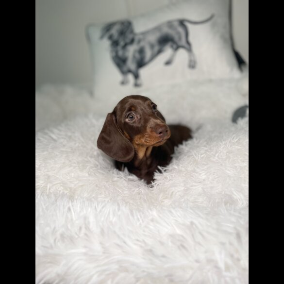 Dachshund (Standard &amp; Miniature) - Both