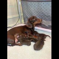 Dachshund (Standard &amp; Miniature) - Both