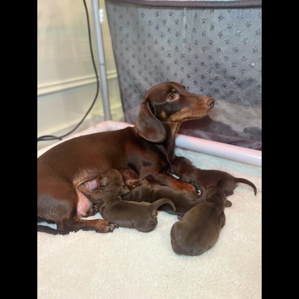 Dachshund (Standard &amp; Miniature) - Both