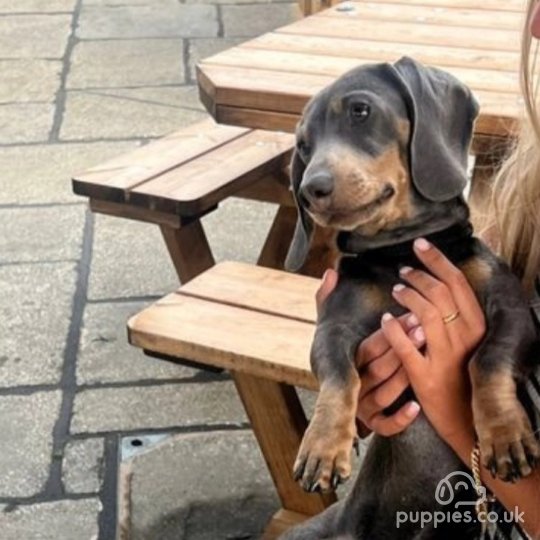 Dachshund (Standard & Miniature)