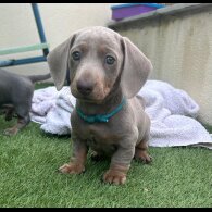 Dachshund (Standard &amp; Miniature) - Both