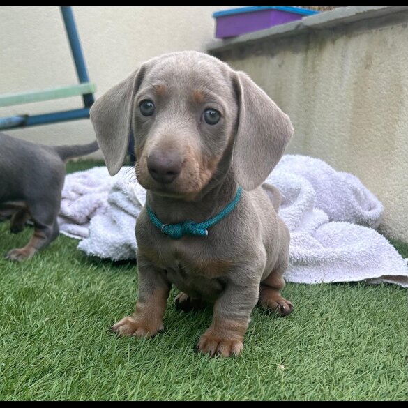 Dachshund (Standard &amp; Miniature) - Both