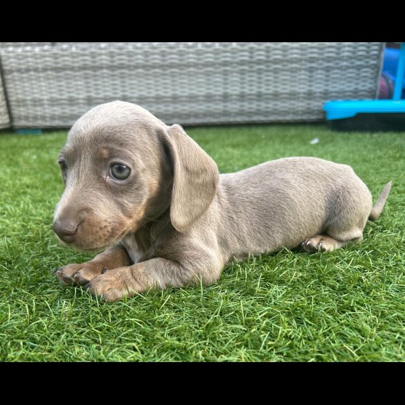 Dachshund (Standard &amp; Miniature) - Both
