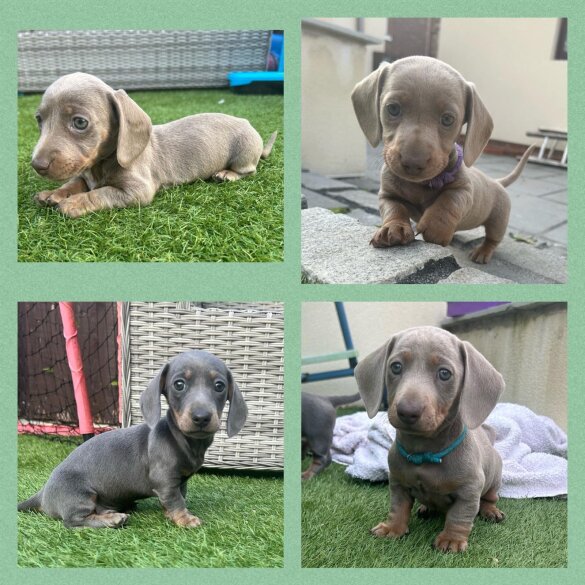 Dachshund (Standard &amp; Miniature) - Both