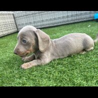 Dachshund (Standard &amp; Miniature) - Both