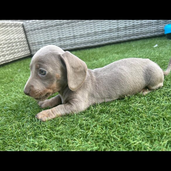 Dachshund (Standard &amp; Miniature) - Both
