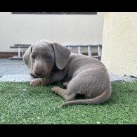 Dachshund (Standard &amp; Miniature) - Both