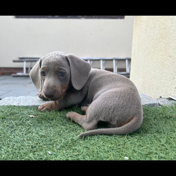 Dachshund (Standard &amp; Miniature) - Both