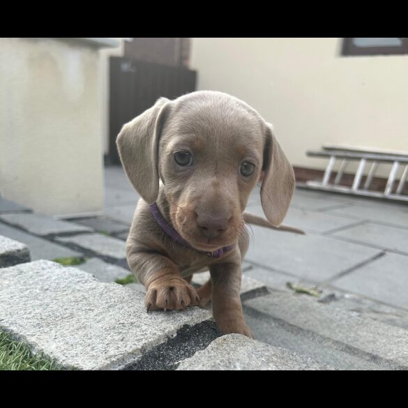 Dachshund (Standard &amp; Miniature) - Both