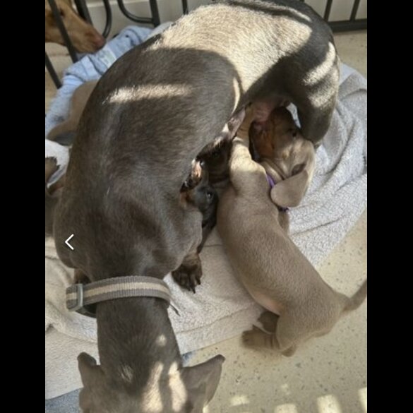 Dachshund (Standard &amp; Miniature) - Both
