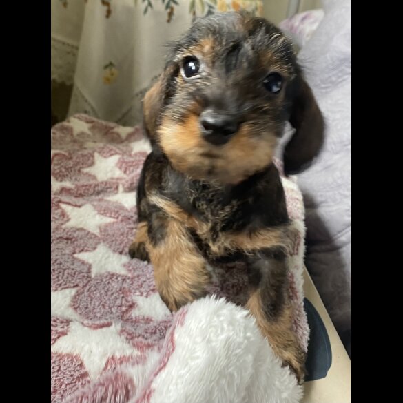 Dachshund (Standard &amp; Miniature) - Bitches