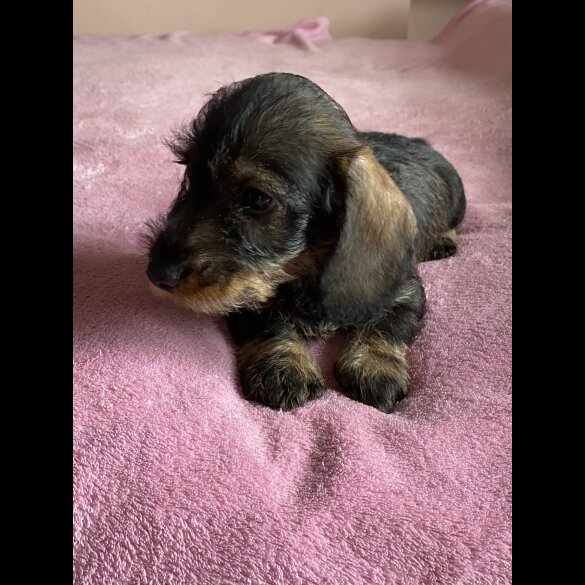 Dachshund (Standard &amp; Miniature) - Bitches