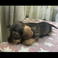 Dachshund (Standard &amp; Miniature) - Bitches