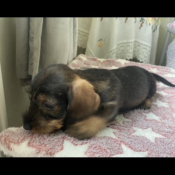 Dachshund (Standard &amp; Miniature) - Bitches