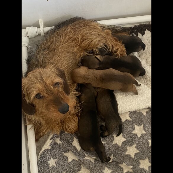 Dachshund (Standard &amp; Miniature) - Bitches