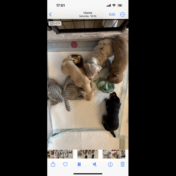 Dachshund (Standard &amp; Miniature) - Both