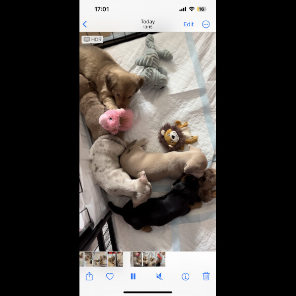 Dachshund (Standard &amp; Miniature) - Both