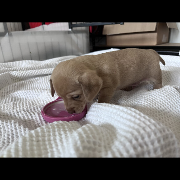 Dachshund (Standard &amp; Miniature) - Both