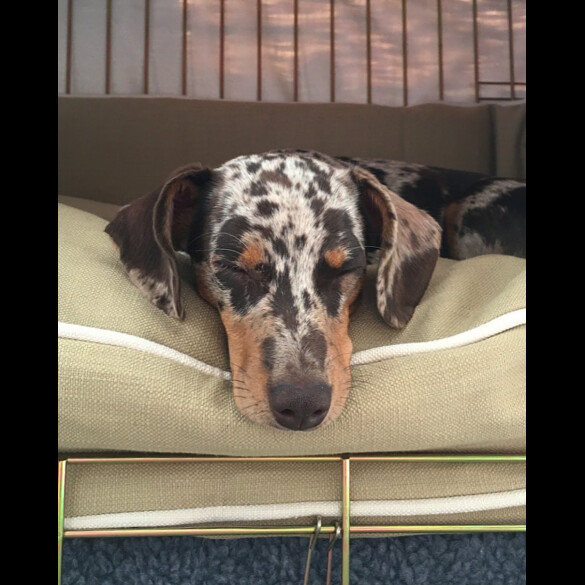 Dachshund (Standard &amp; Miniature) - Both