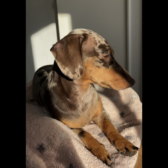 Dachshund (Standard &amp; Miniature) - Both