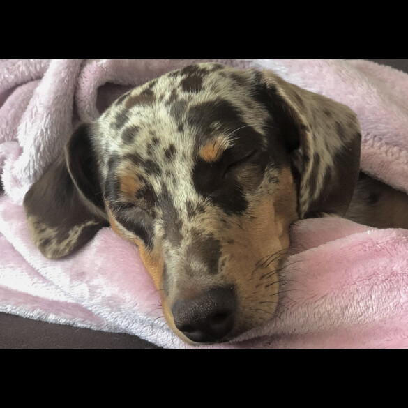 Dachshund (Standard &amp; Miniature) - Both