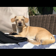 Dachshund (Standard &amp; Miniature) - Both