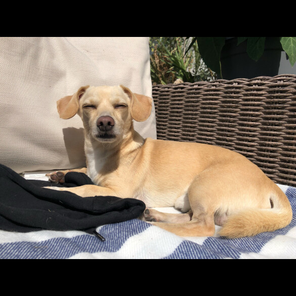 Dachshund (Standard &amp; Miniature) - Both