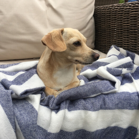 Dachshund (Standard &amp; Miniature) - Both