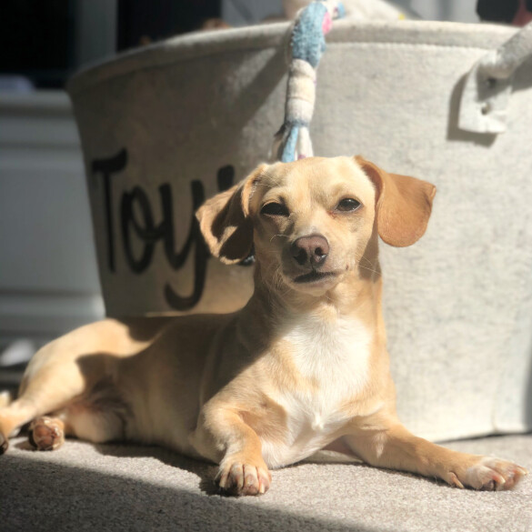 Dachshund (Standard &amp; Miniature) - Both