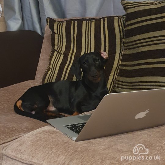 Dachshund (Standard &amp; Miniature)