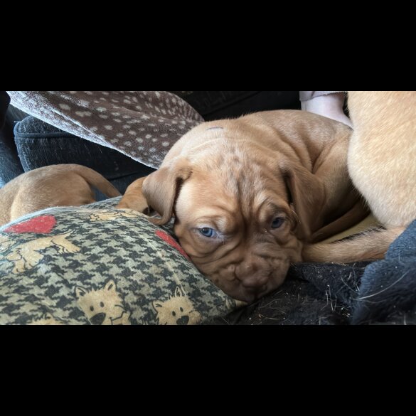 Dogue De Bordeaux - Both