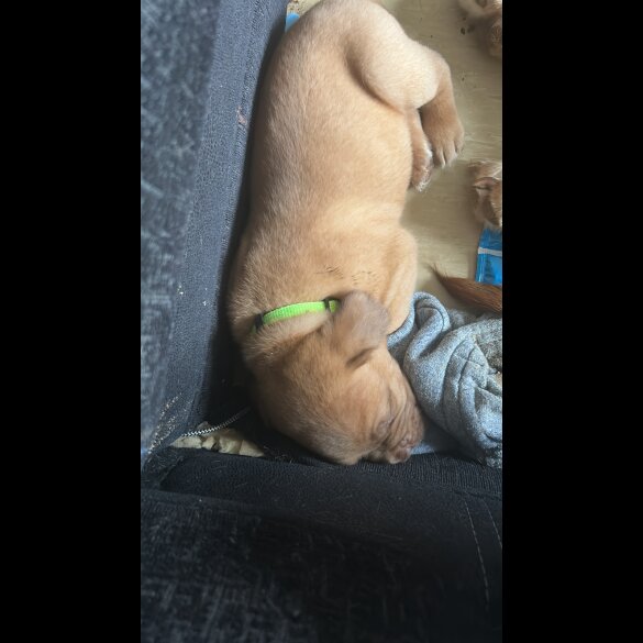 Dogue De Bordeaux - Both