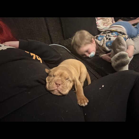 Dogue De Bordeaux - Both